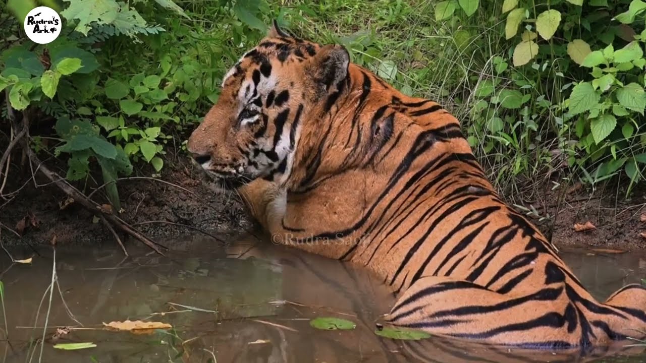 Bajrang Tiger Avoiding Territorial Fight With New Male Moharli Zone #tiger #wildlife #tadoba #fight