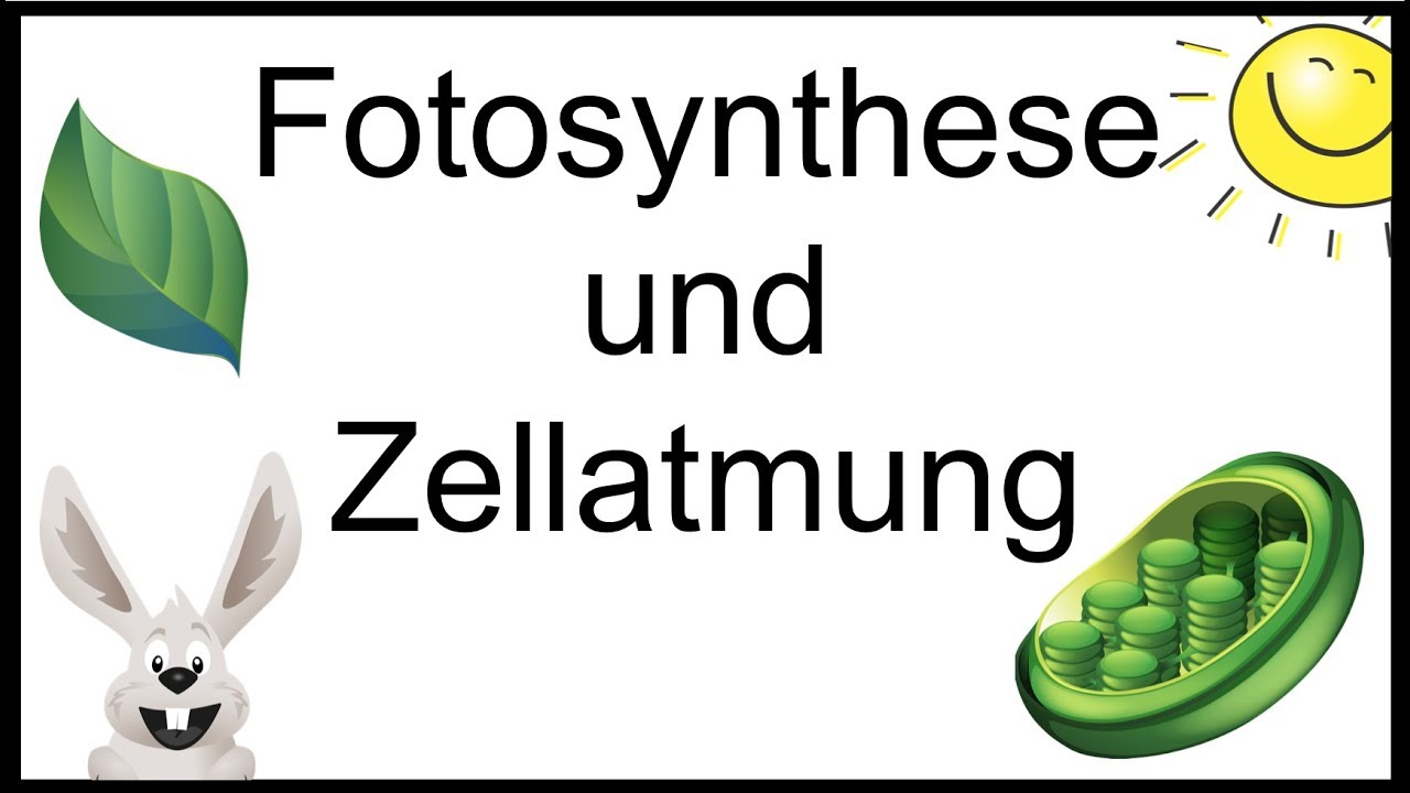 Fotosynthese und Zellatmung | Erklärvideo | Sontak Blog