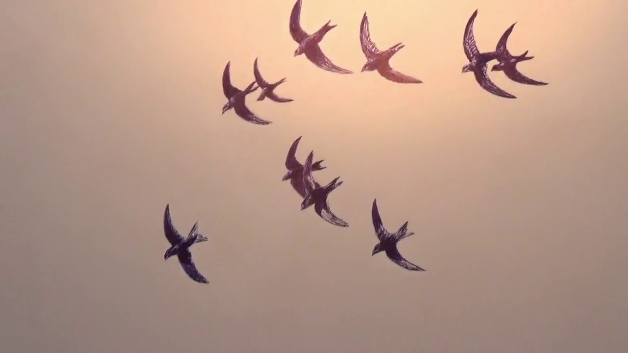 Sabine Wewer  //  MAUERSEGLER KINO // Ein Vogel der nicht landet