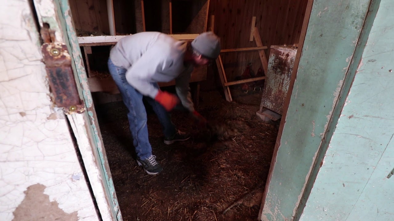 THE FARMHOUSE. Cleaning the chicken coop. Clearing brush. Sandpoint well. Farmhouse cooking.