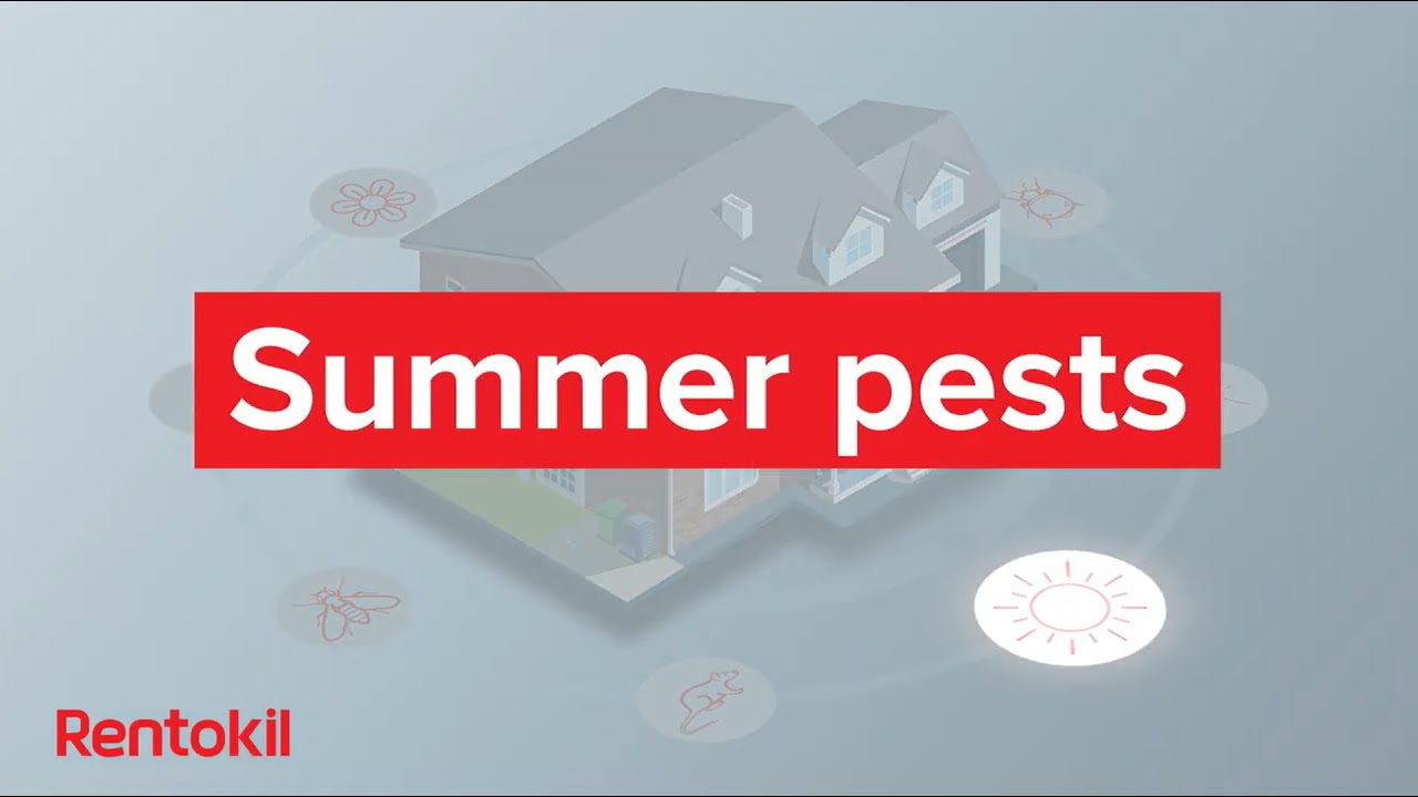 Battling summer bugs: Keeping your home pest-free during the warm months | Rentokil