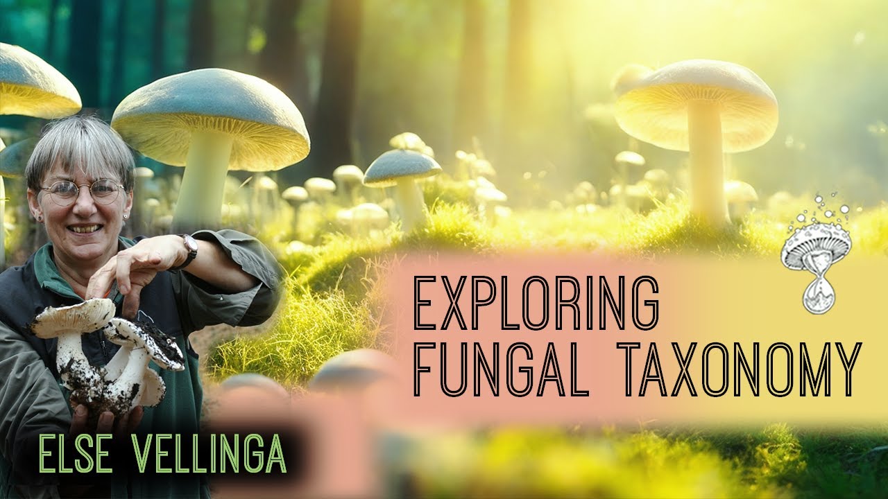 Exploring Fungal Taxonomy, Phylogeny & the Future of Conservation | Else Vellinga