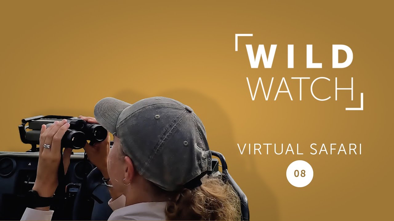 Собачья жизнь | Виртуальное сафари WILDwatch 8