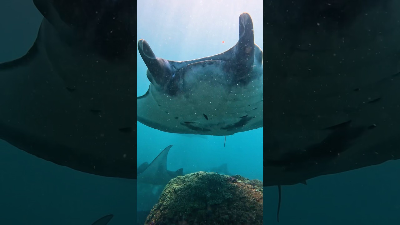 MASSIVE MANTA RAY swims over diver at Manta Point, Nusa Penida 🇮🇩 #mantaray #indonesia #bali