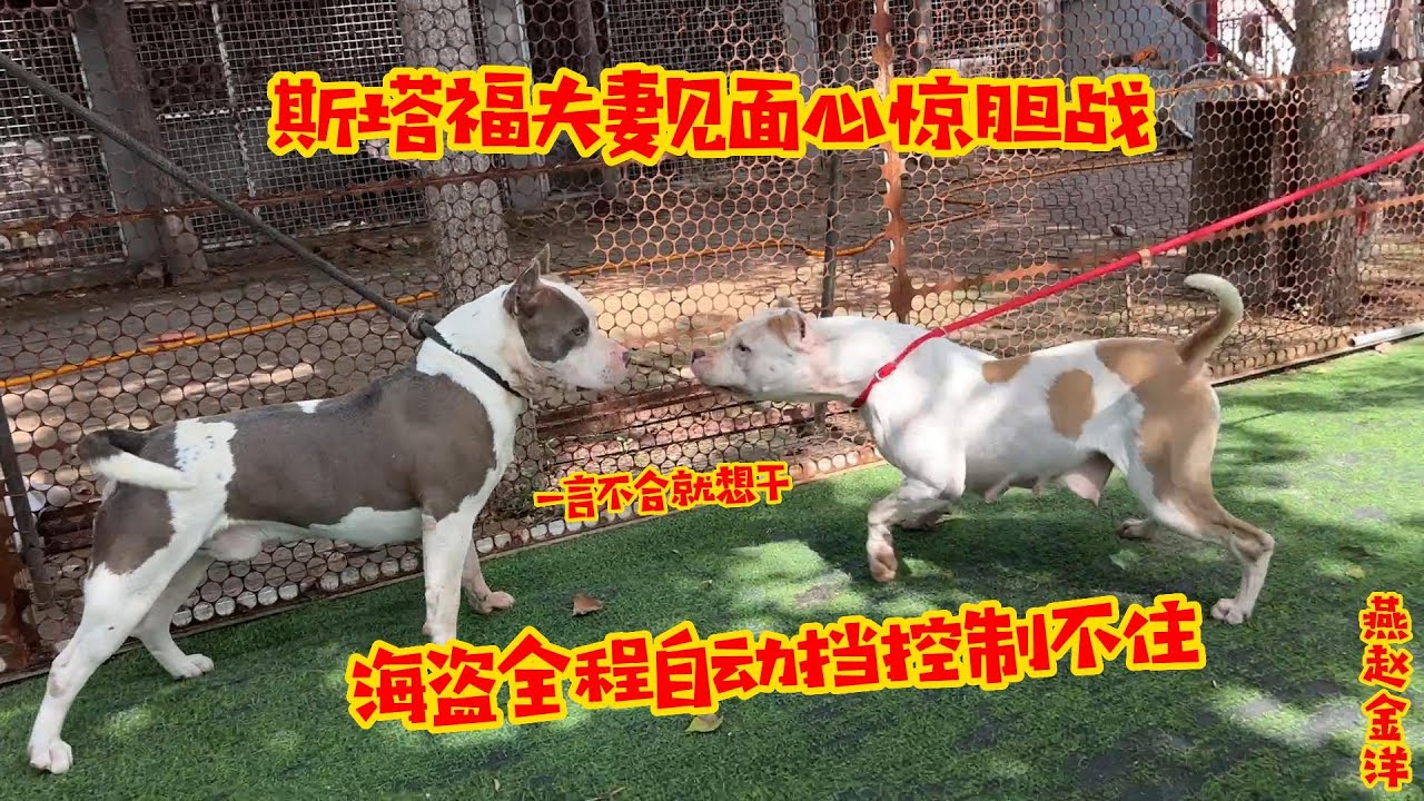 斯塔福夫妻见面心惊胆战，一言不合就想干，海盗全程自动挡控制不住