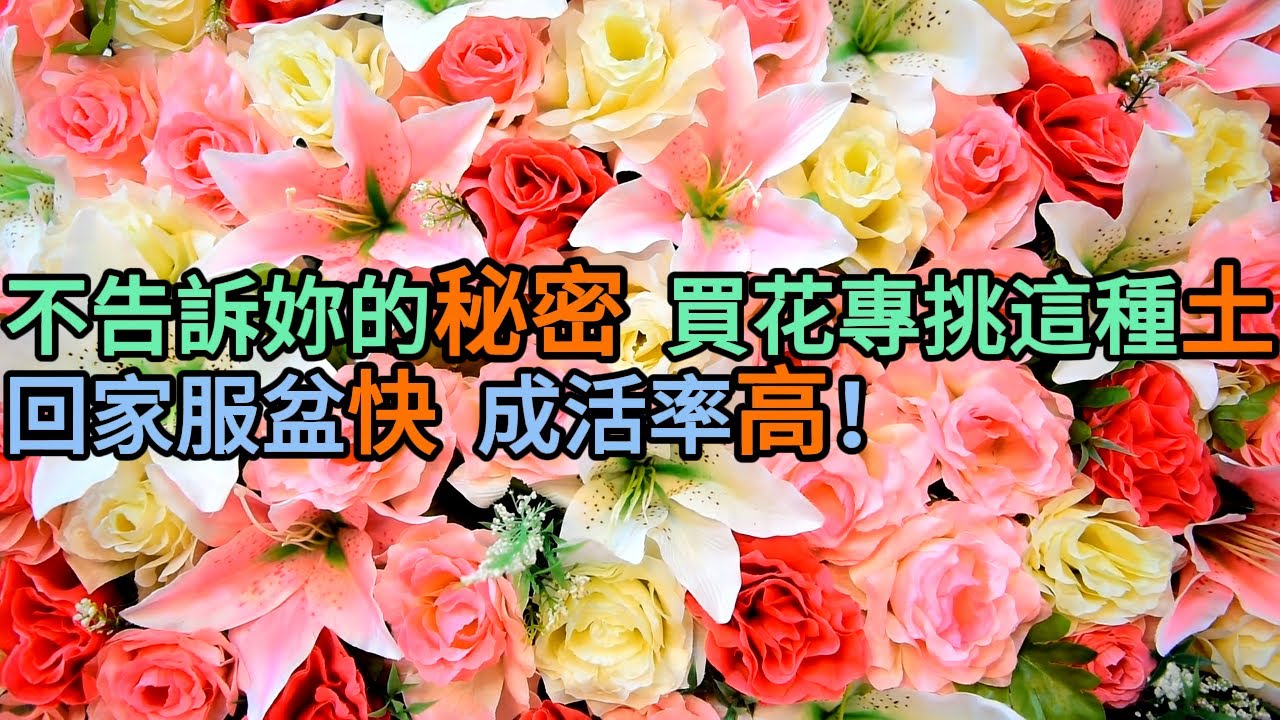 花市老板不告訴妳的秘密！買花專挑“這種土”種的，回家服盆快，成活率高！#園藝 #養花 #新手養花