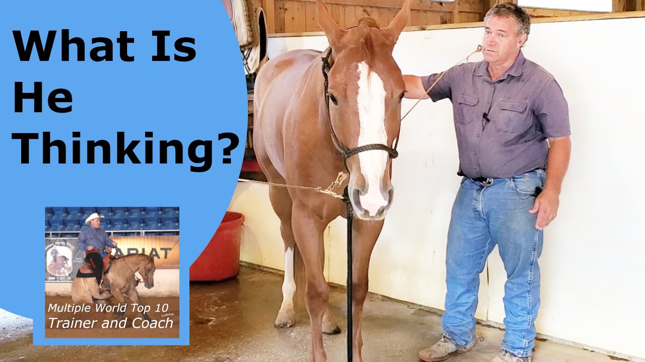 Reading a horse involves 2 steps