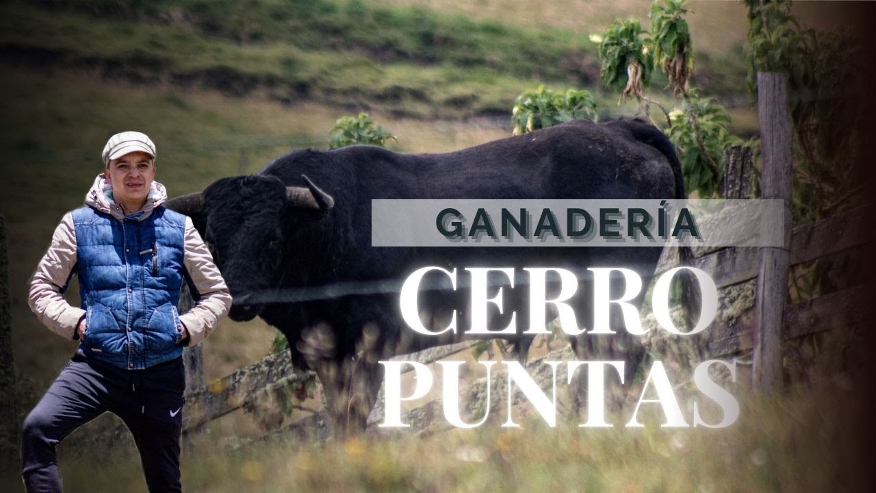 Ganadería Cerro Puntas, preparación del ganado días antes de estar en una plaza.