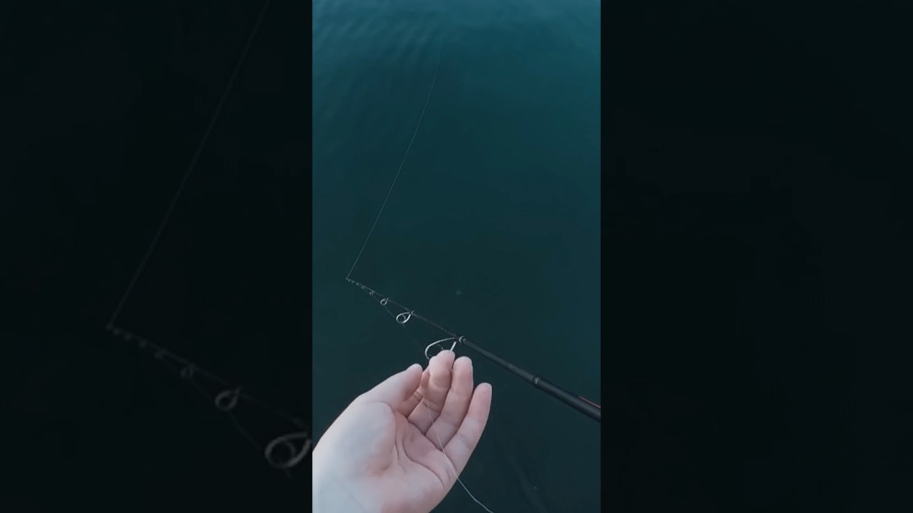 分かりましたか？　#batuta80s #エギング　#fishing