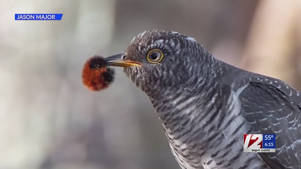 People are going &lsquo;cuckoo&rsquo; for a rare bird in Rhode Island