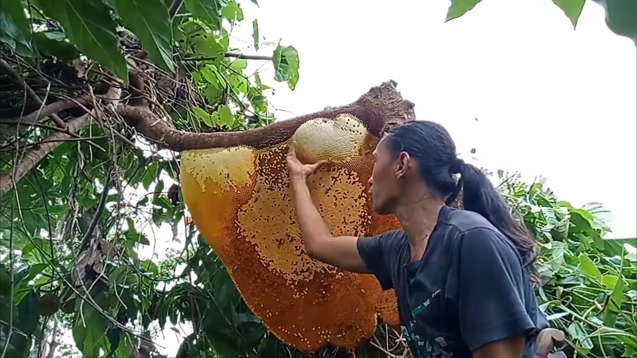 mga ka gubat mag isa lang ako namuhag ng pukyutan or wild honey.🐝🐝😳😱😲🍯🍯