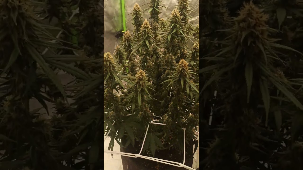 Blue Sunset Sherbet von Barneysfarms 6 Woche der Bl&uuml;te