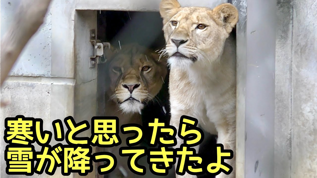 ライオン　サッシュちゃんとモエルちゃん　雪が降ってきて驚いたかな？【とくしま動物園】Lion Sash-chan Moel-chan Tokushima Zoo 