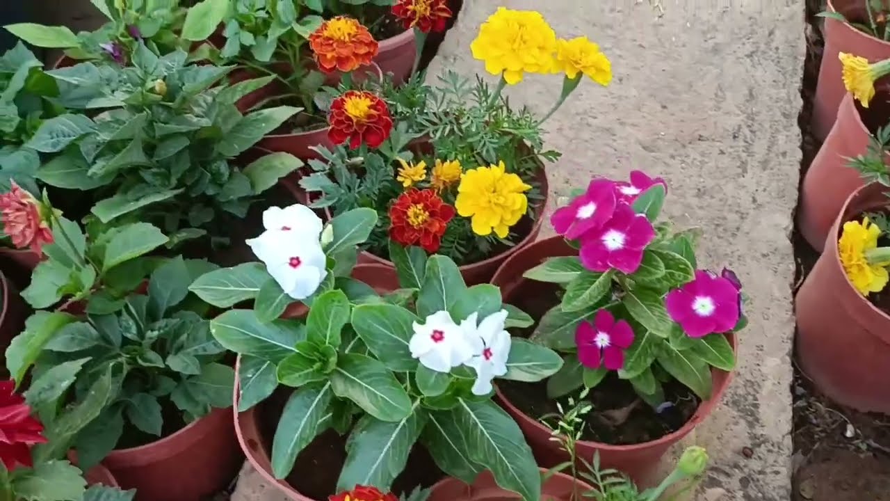 جوله في المشتل وشراء بعض النباتات الجميلة 💐