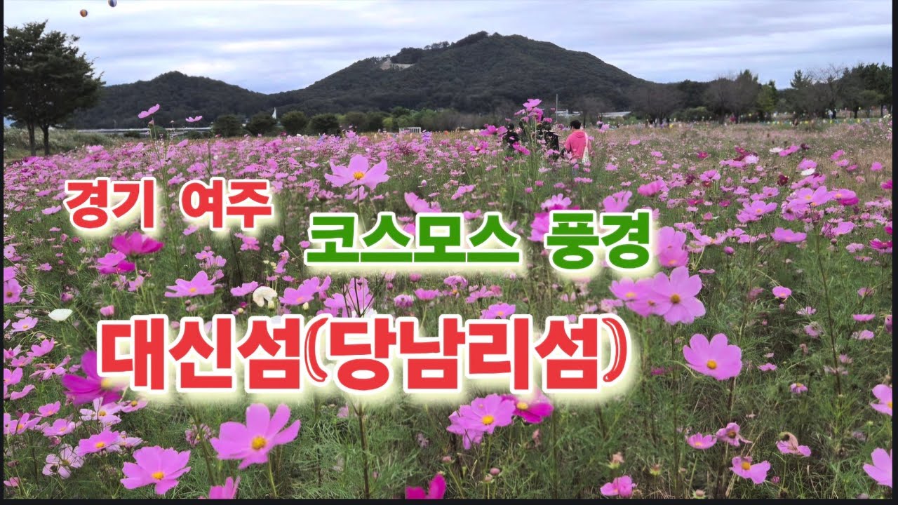 경기도 여주 대신섬(당남리섬)코스모스.영상으로 즐겨요