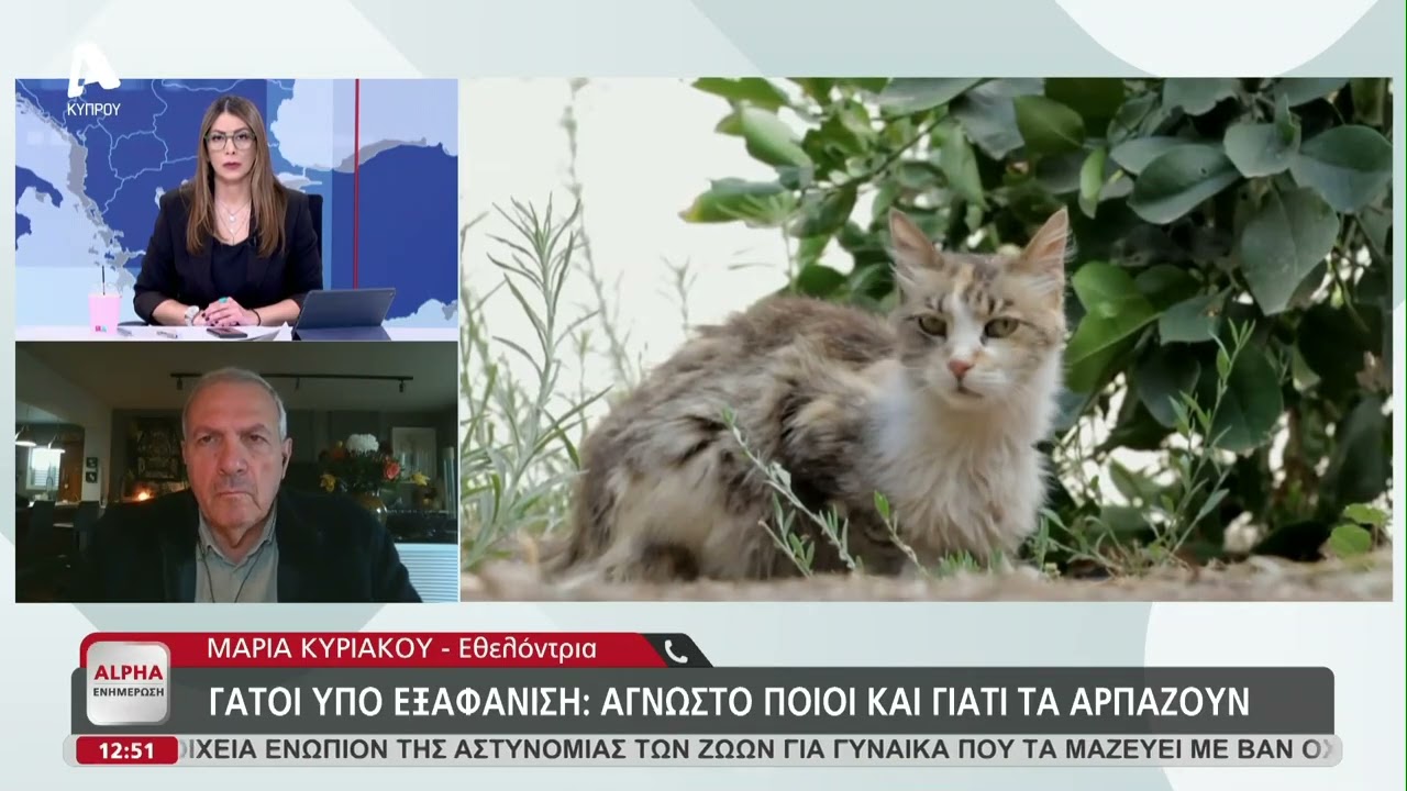 Γάτοι υπό εξαφάνιση: Άγνωστο ποιοι και γιατί τους αρπάζουν