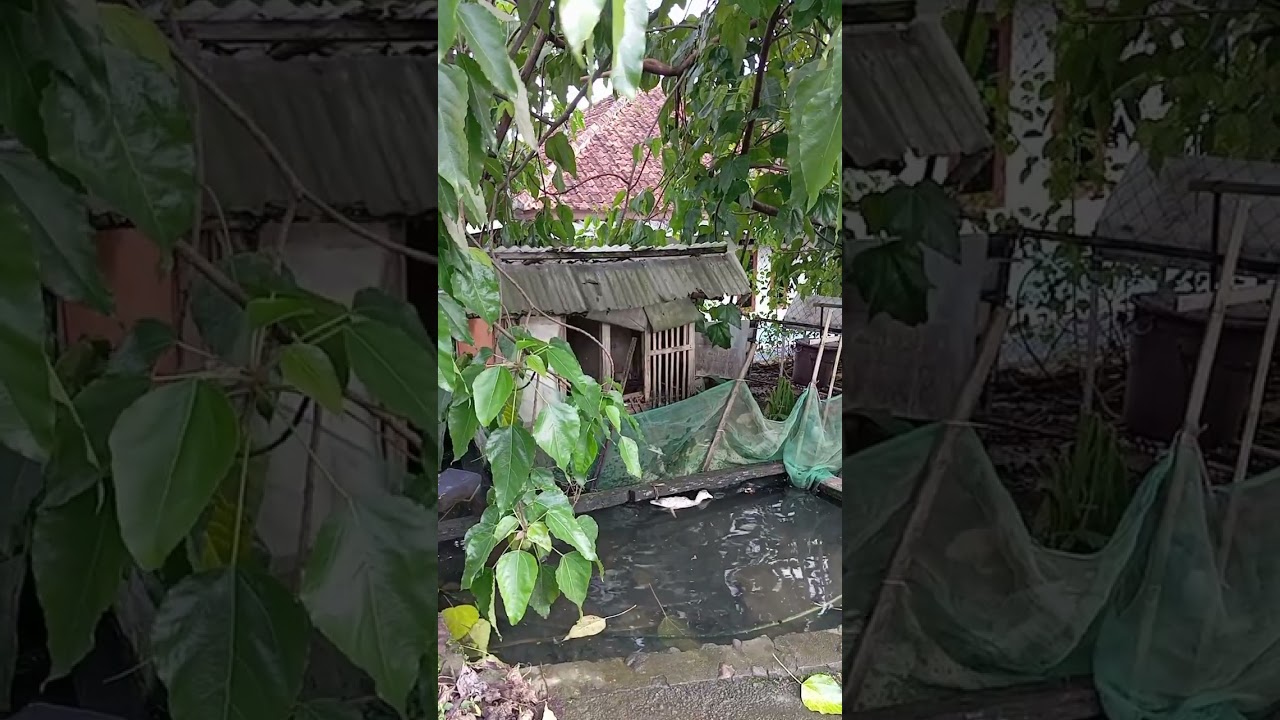 Jalan-jalan di pedesaan yang syahdu. Untuk yang sedang rindu kampung halaman, lihat ini. #pedesaan