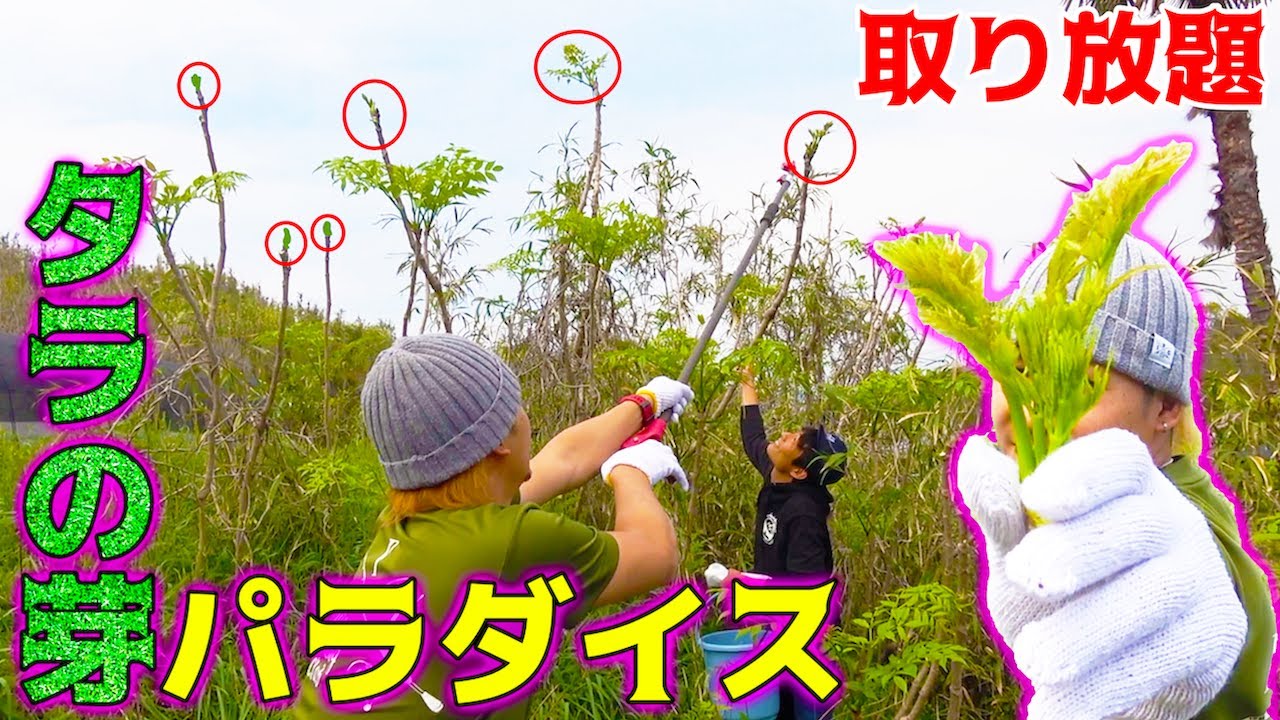 貴重なタラの芽が取り放題のパラダイス発見！！