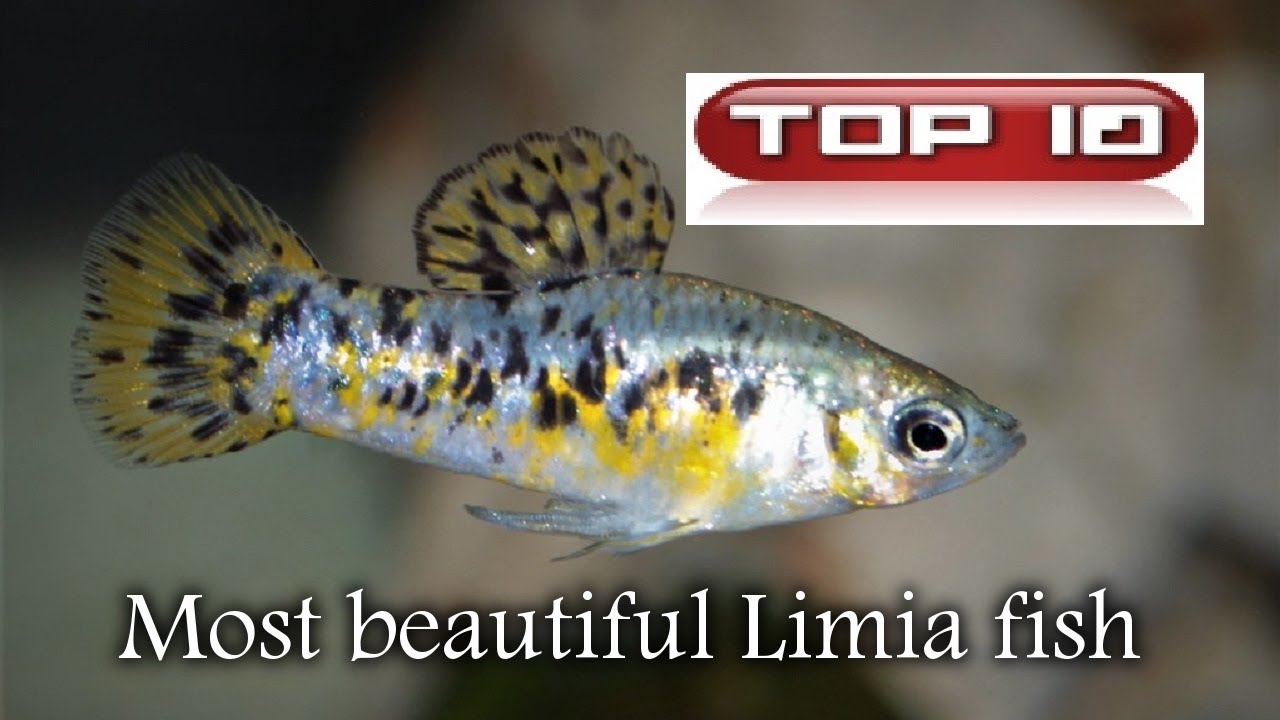 Top 10 Pesci Limia 🐠