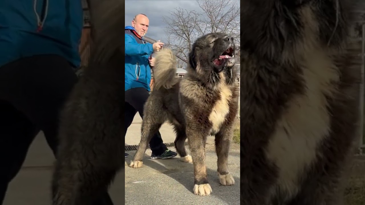 Tremendous dog #dog #pets #bigdogs #animals #caucasianshepherd #jozodogs