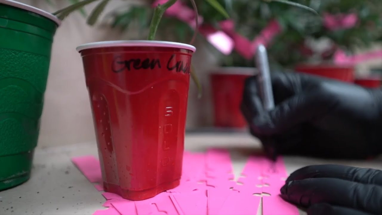 Grow Diaries: Germination | Journal #1