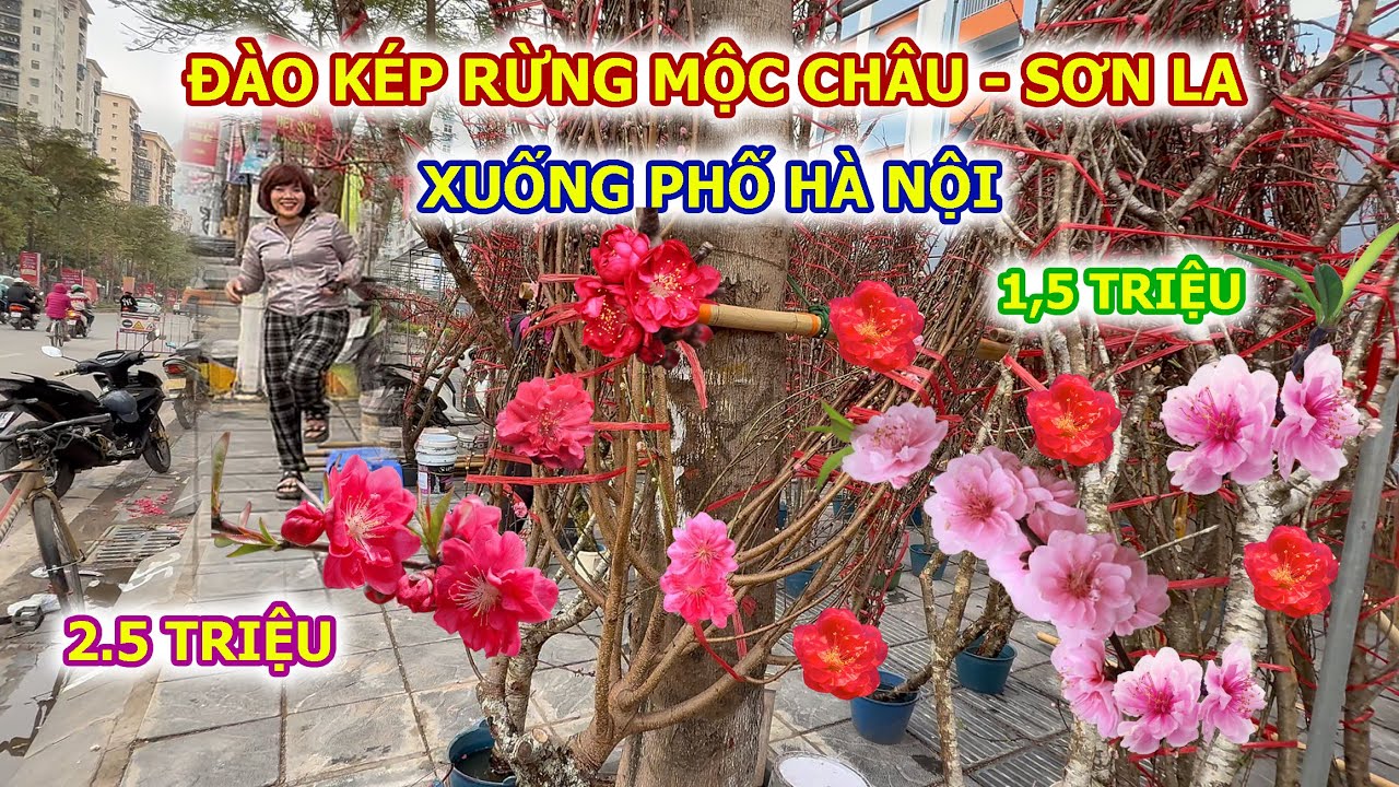 CÀNH ĐÀO KÉM RỪNG SƠN LA MỘC CHÂU ĐỔ BỘ PHỐ HÀ NỘI