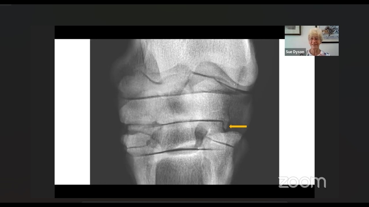 Live with Dr. Sue Dyson: How to Select the Right Vet