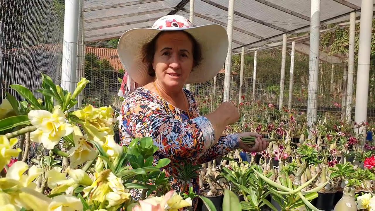 Revelando OS DEFEITOS NAS FLORES de Rosa do Deserto