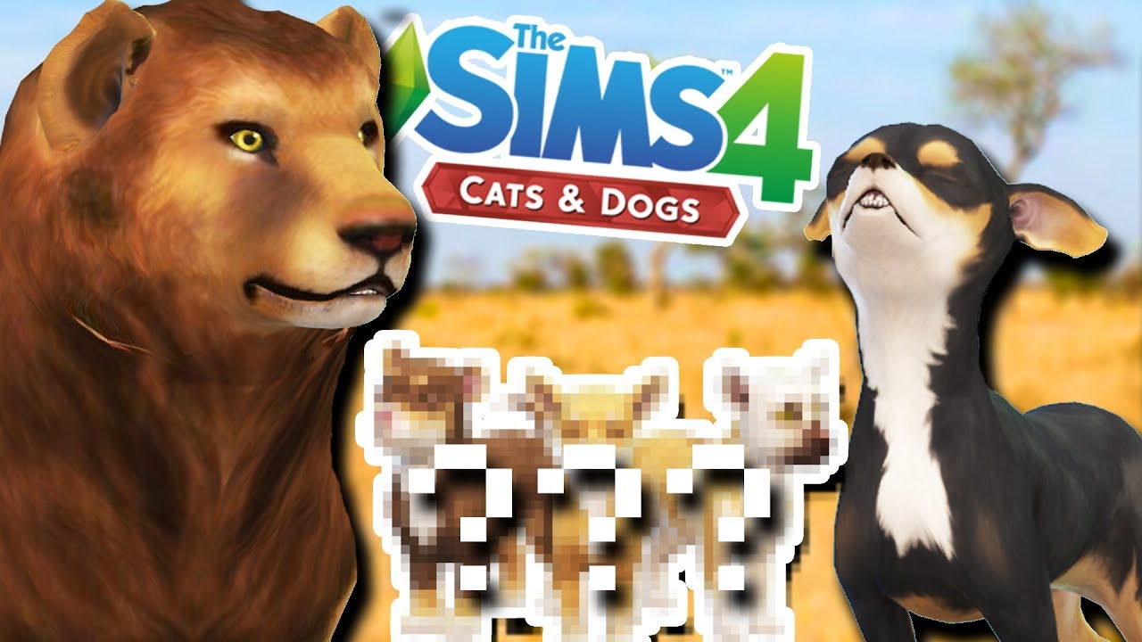 A Litter of Singing Lion & Chihuahua Puppies?! 🦁💕🐶