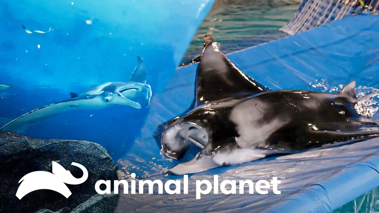 Una manta se somete a su examen anual de salud | El Acuario | Animal Planet