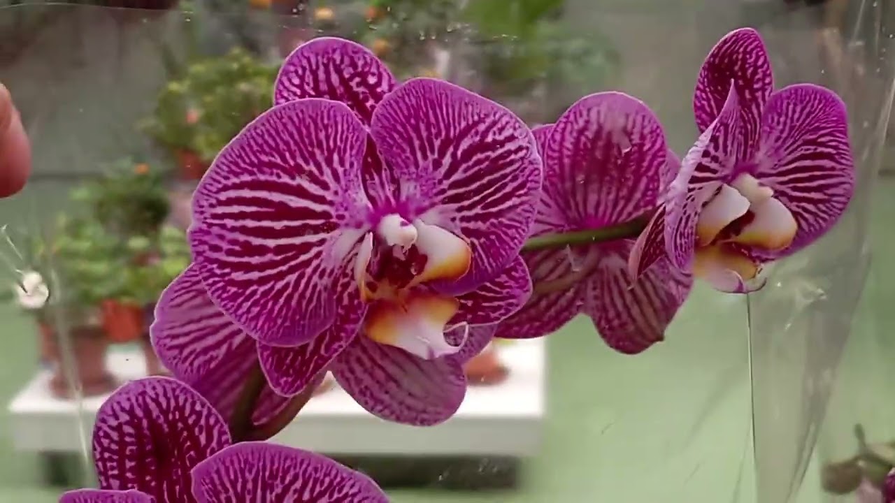 Орхідеі! Ви таких ще не бачили! Ч - 2.♥️🇺🇦🌺#orchid #орхідеі#plants #flowers #garden #