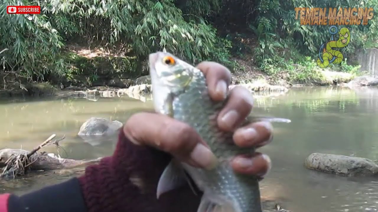 Pengalaman Mancing di Sungai dengan Umpan Yuyu 2024