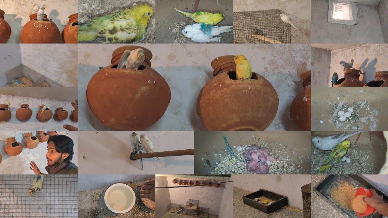 Beemar Budgies Ne dubhara Eggs dena shuru Kardiya 😲 || Birds breeding Result || 