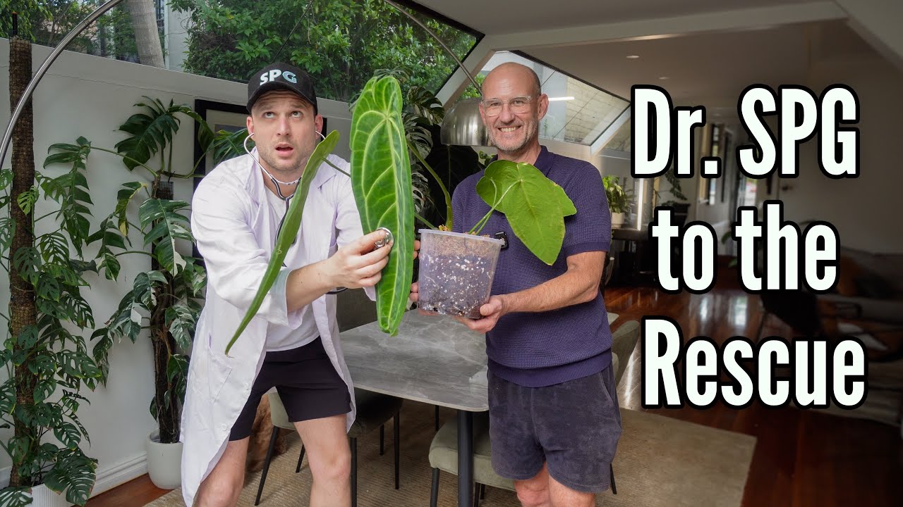 Helping my Friend with his Houseplants - Dr. SPG Plant Consultation