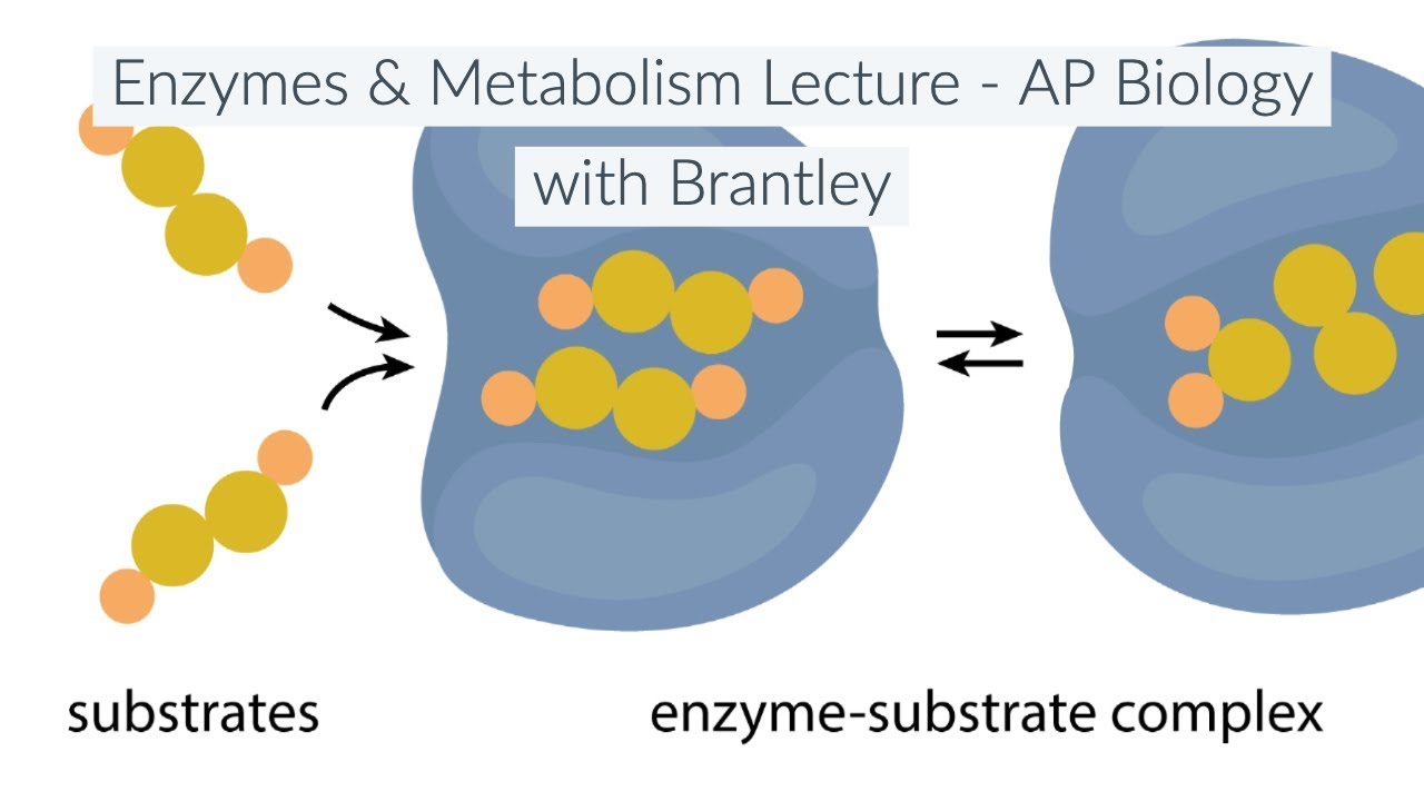 Enzymes & Metabolism Lecture (Ch. 6) - AP Biology with Brantley
