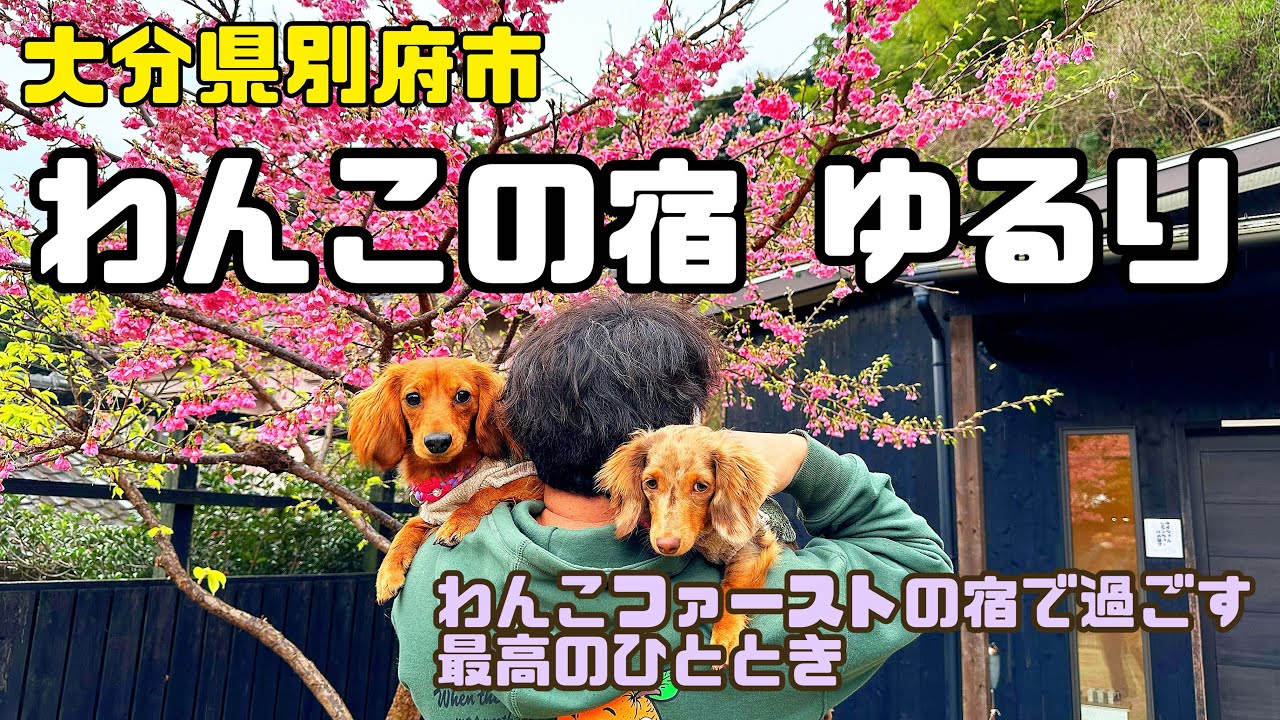 【犬旅】大分県|わんこの宿ゆるり　わんこファーストのお宿で初めてのお泊まり旅行