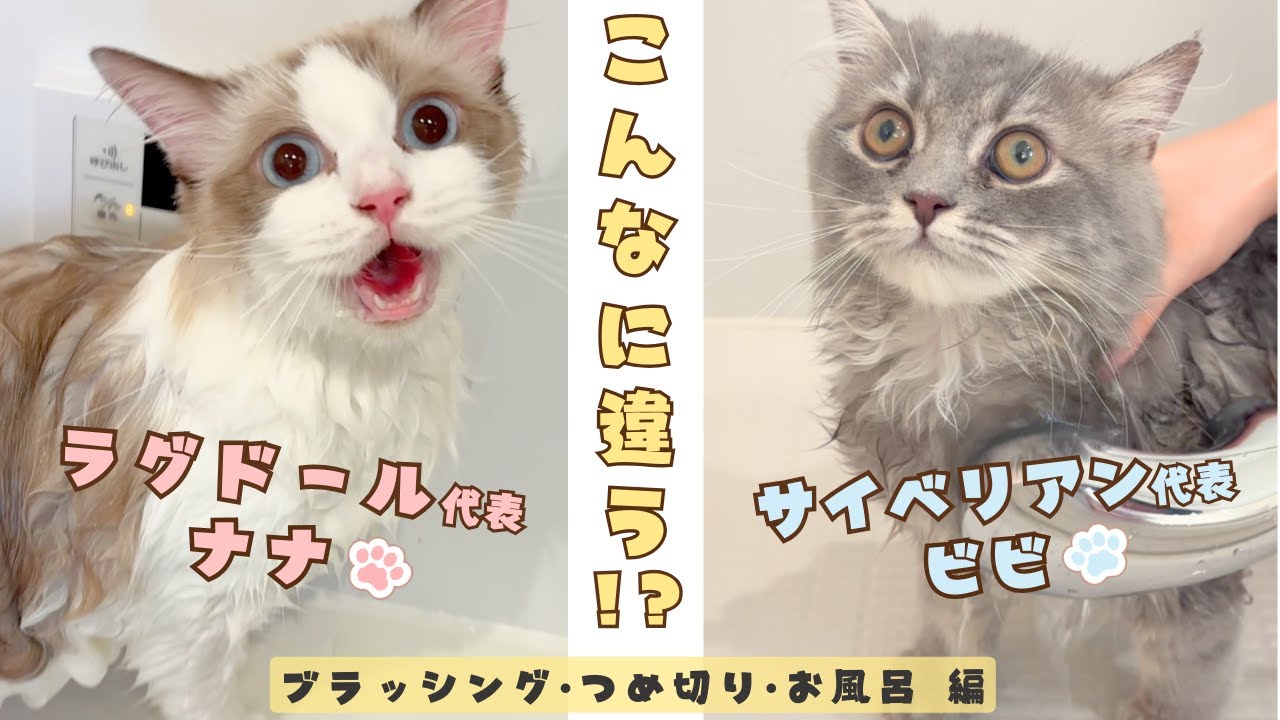 【リアル猫種比較】ラグドールとサイベリアン！飼ってみて分かる違いがかわいすぎた！ブラッシング・つめ切り・お風呂編｜あたち日記#40