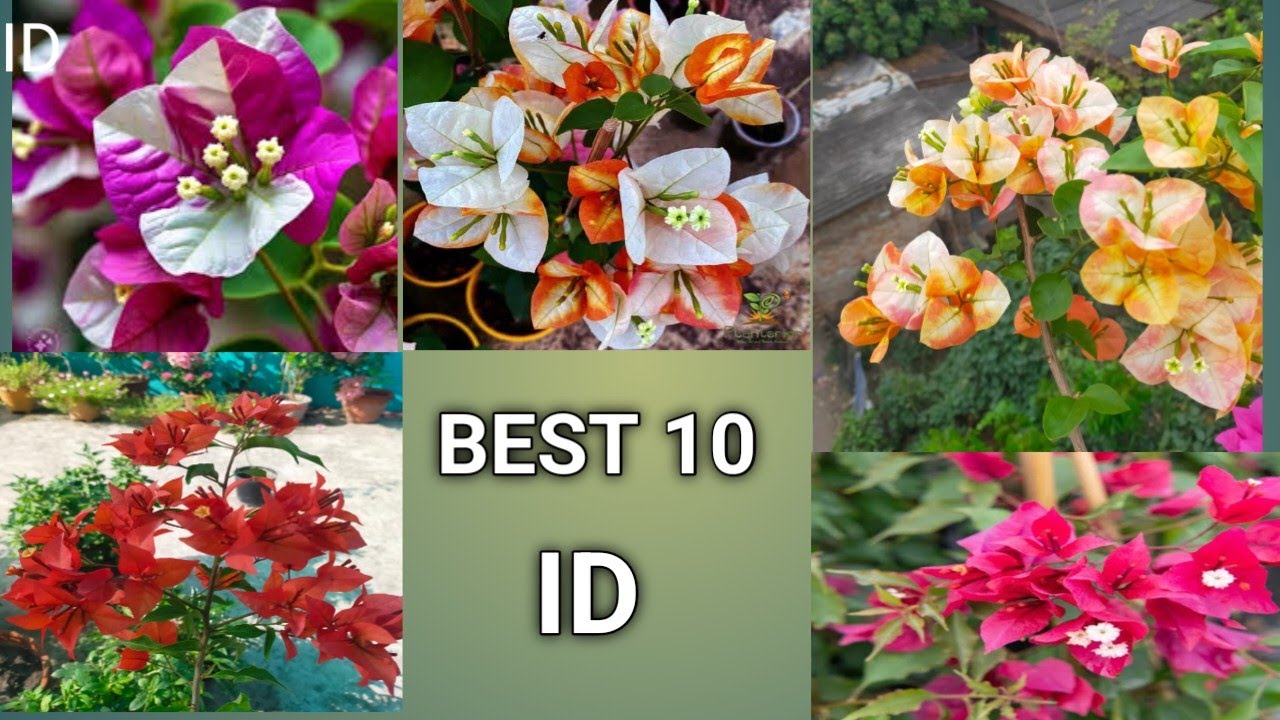 Top 10 Most Hilarious Bugenvila ID Names