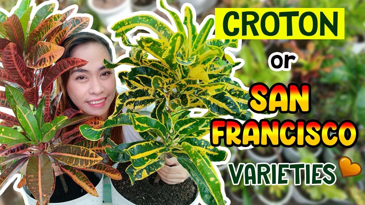 Iba't ibang Uri ng Croton o San Francisco Plant