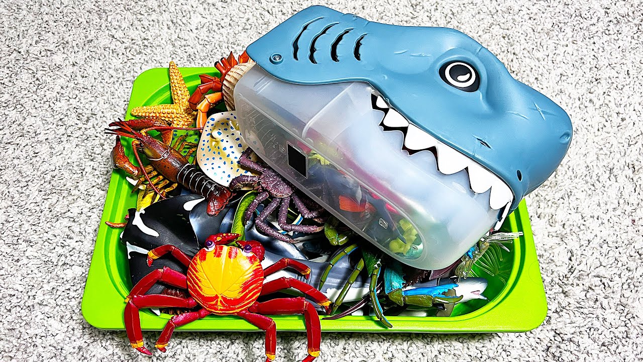 100 Sea Animals - Shark, Whale, Dolphin, Crab, Squid, Octopus, Turtle, Flying Fish, Salmon, Vaquita