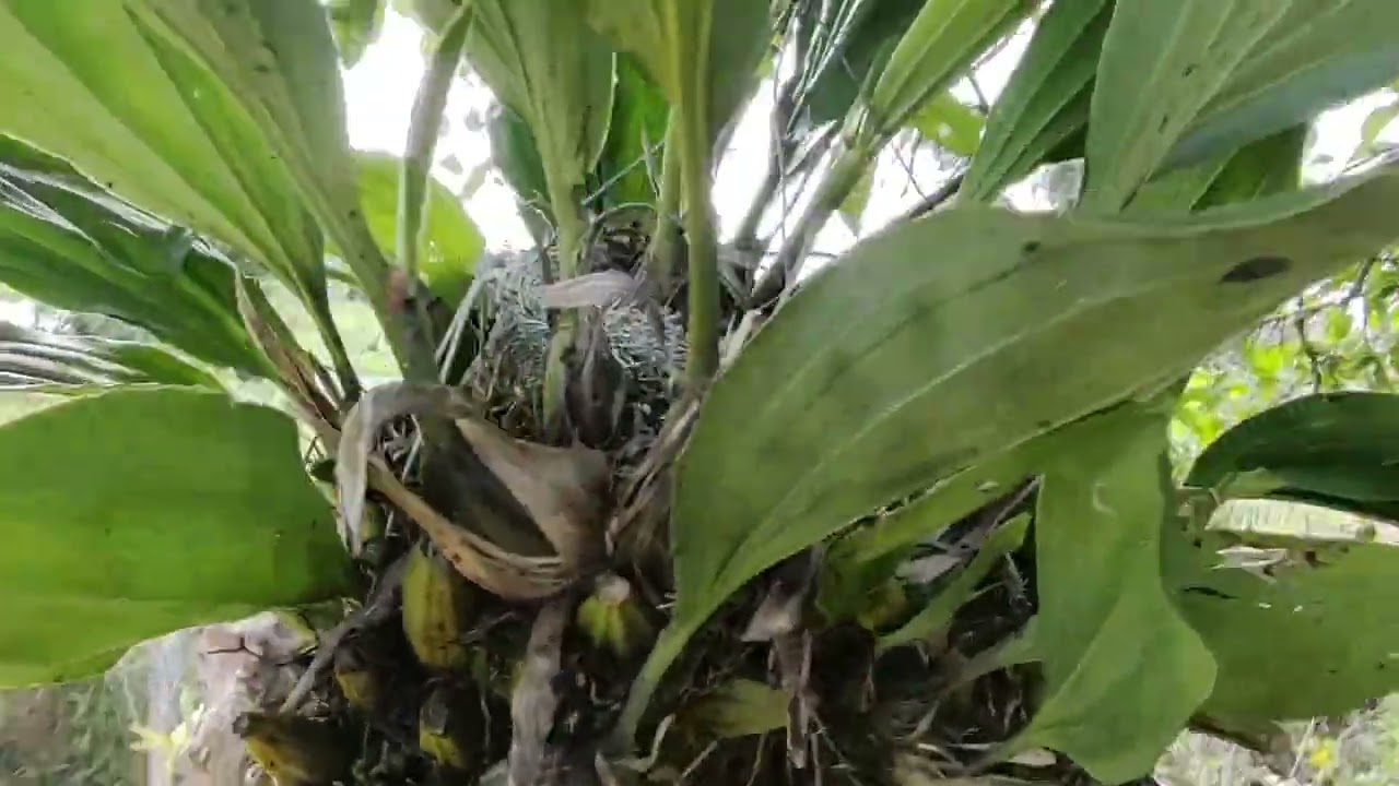 dicas de cultivo das orquídeas Stanhopea