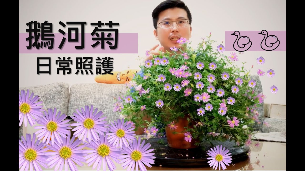 浪漫歐洲風情，夢幻到不行的鵝河菊~~~日常照護
