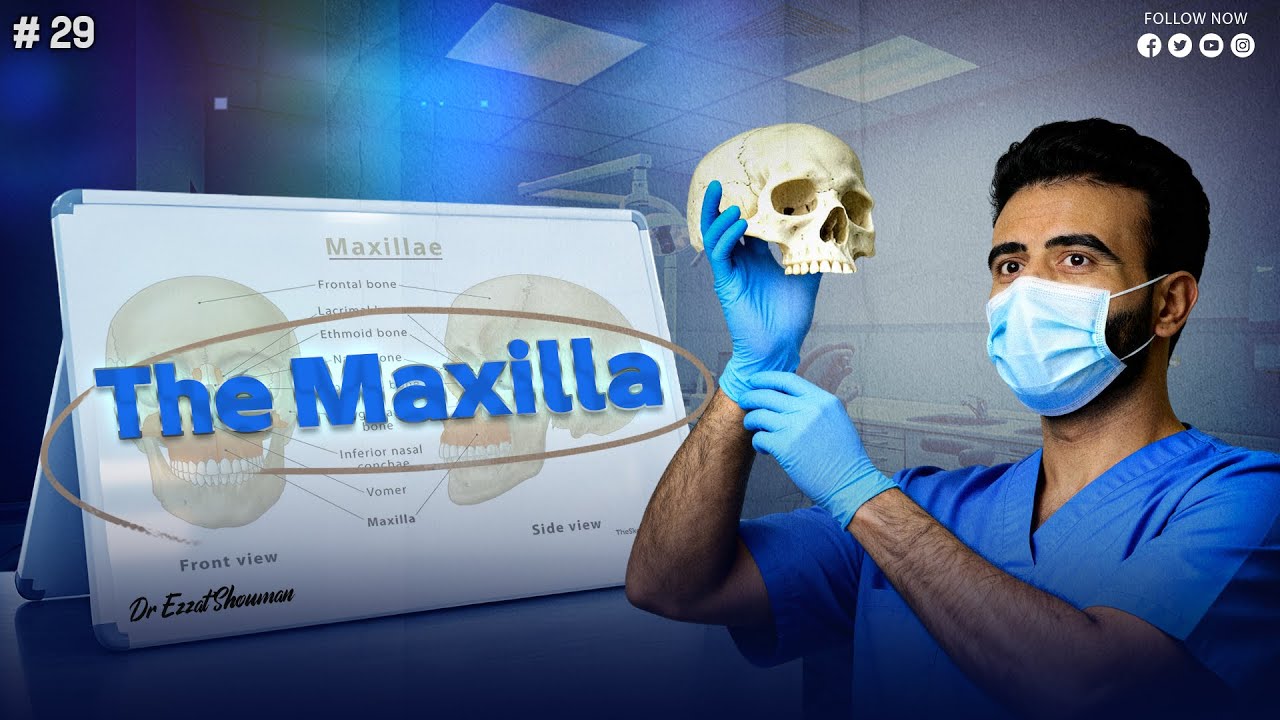 the maxilla 