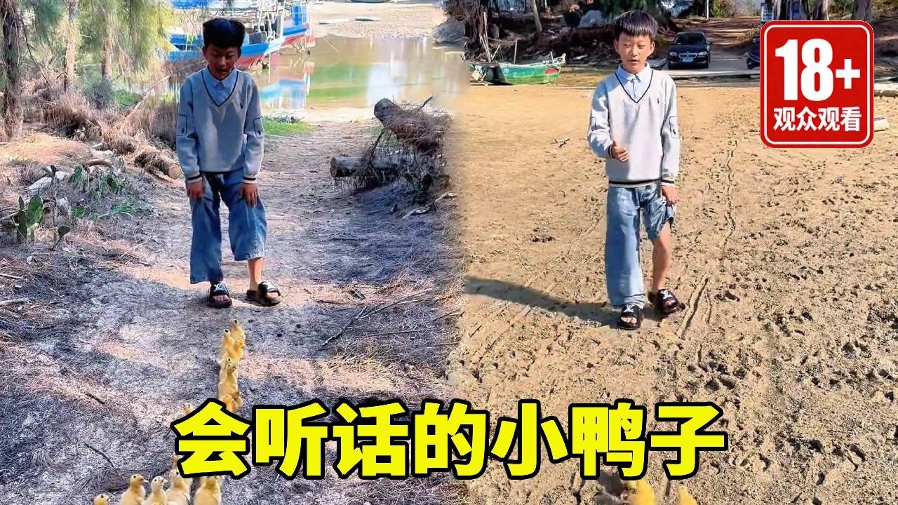 鸭子果然能听懂话，提前告诉它们要涨潮了，它们一个个跑的可真快！！