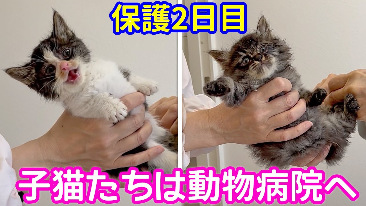 子猫保護2日目・・動物病院で爪切りデビュー！子猫の反応は？　〜最後に名前発表〜【捨て猫保護②】ハチワレ＆長毛