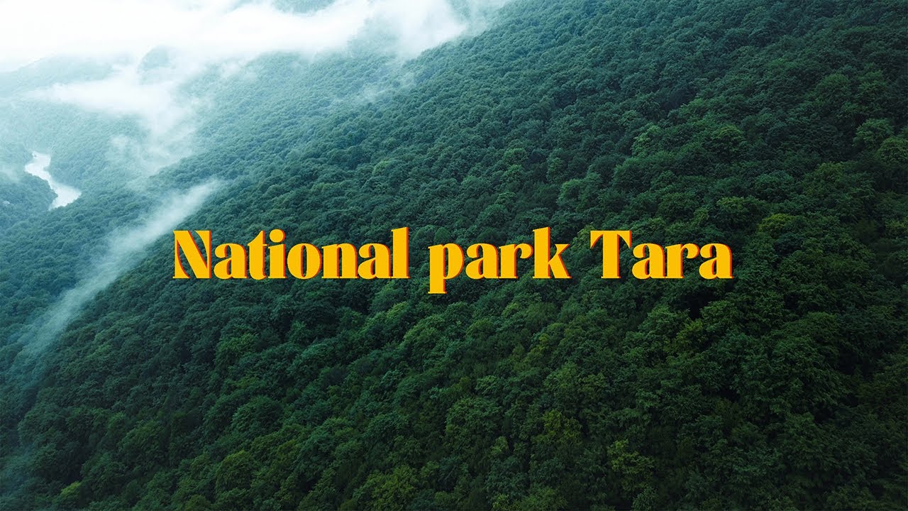 National park Tara 4k cinematic