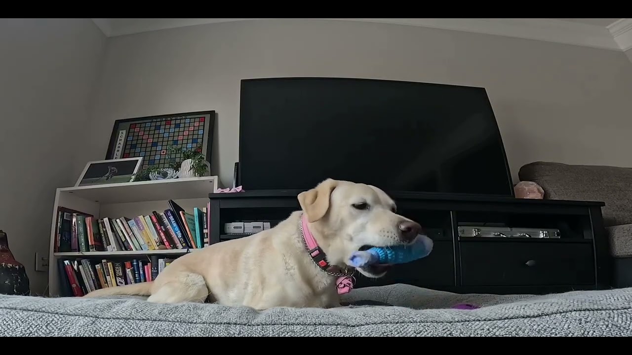 Peaceful dog playing with her favorite toy | calm and relaxing pet video - No Sound