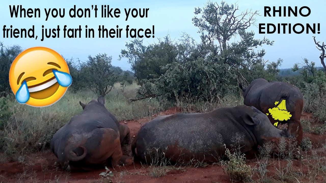 Rhino farts in another rhino's face!!! (SOUND ON!) Lion Roar Safaris, Safari in Kruger National Park