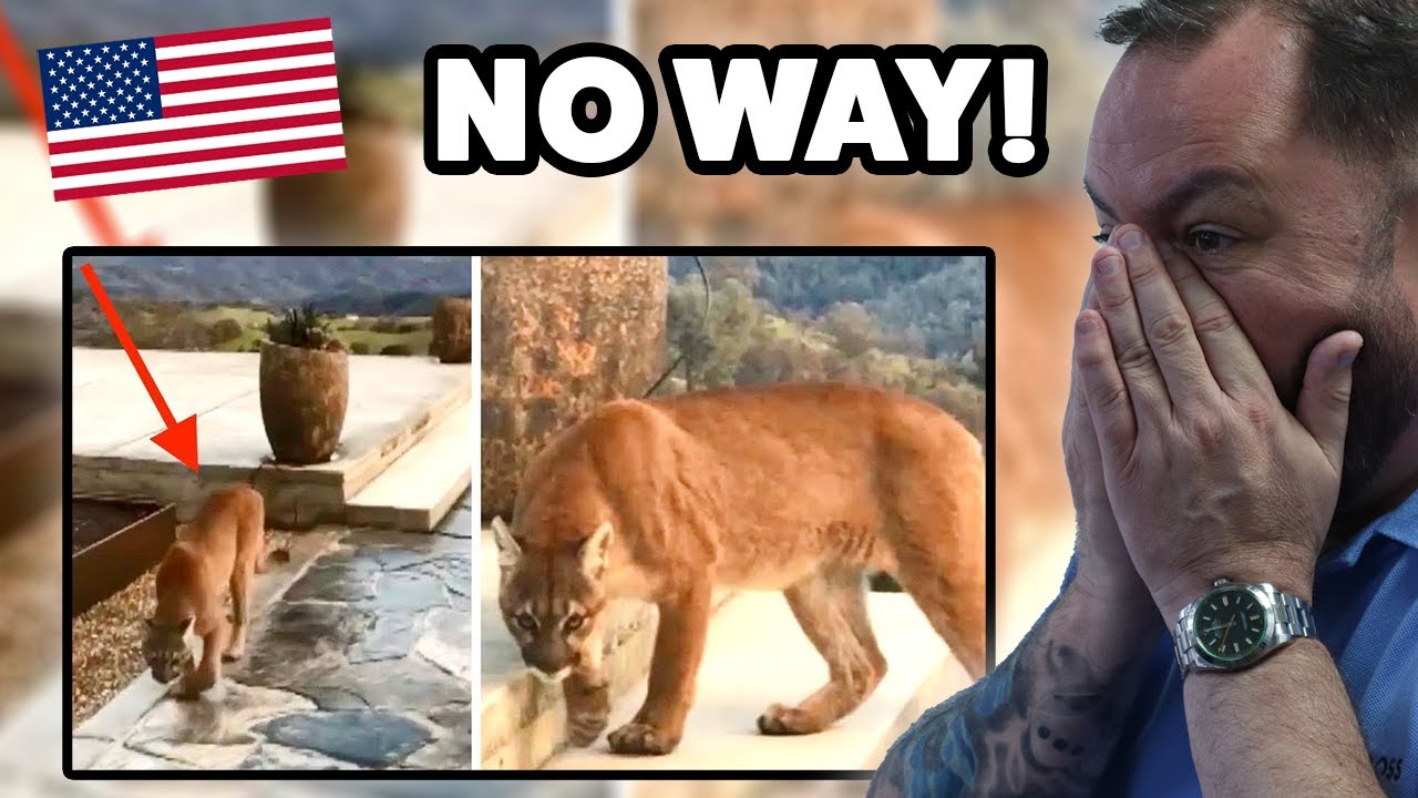 BRITS React to 9 Deadly Animals Lurking in American backyards