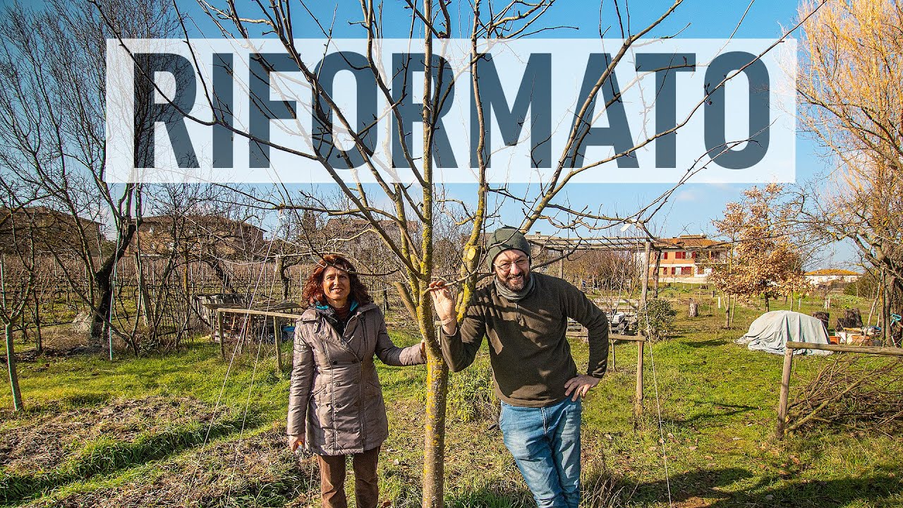 POTATURA DI RIFORMA DEL MELO. CON PIETRO DI @OrtoDaColtivare